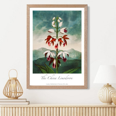 Artze Wall Art Vintage Floral Exhibition The China Limodoron Framed Print Size: A3 With Oak Frame from B&Q