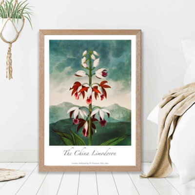 Artze Wall Art Vintage Floral Exhibition The China Limodoron Framed Print Size: A2 With Oak Frame from B&Q