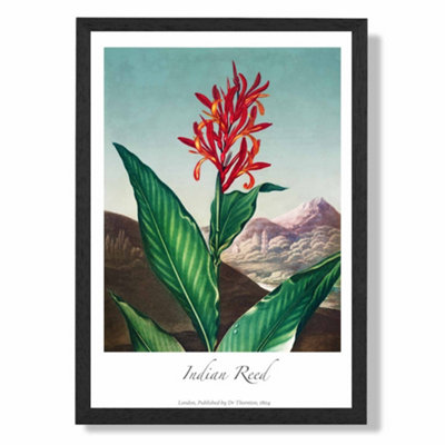 Artze Wall Art Vintage Floral Exhibition Indian Reed Art Print With Black Frame Size: A4 from B&Q