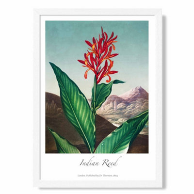 Artze Wall Art Vintage Floral Exhibition Indian Reed Art Print With White Frame Size: A4 from B&Q