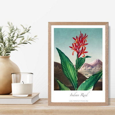 Artze Wall Art Vintage Floral Exhibition Indian Reed Framed Print Size: A4 With Oak Frame from B&Q