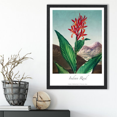 Artze Wall Art Vintage Floral Exhibition Indian Reed Framed Print Size: A3 With Black Frame from B&Q
