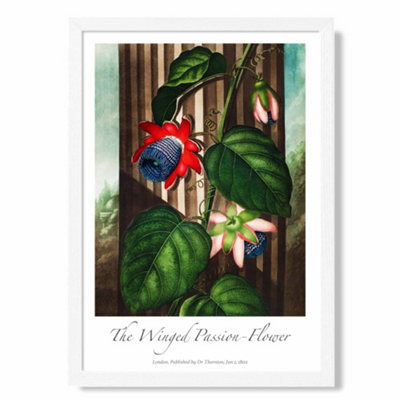 Artze Wall Art Vintage Floral Exhibition Winged Passion Flower Art Print With White Frame Size: A4 from B&Q