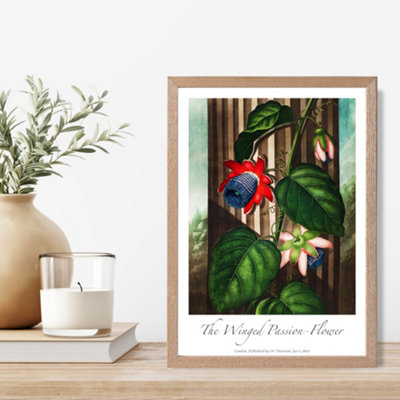 Artze Wall Art Vintage Floral Exhibition Winged Passion Flower Framed Print Size: A4 With Oak Frame from B&Q