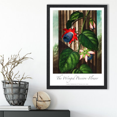 Artze Wall Art Vintage Floral Exhibition Winged Passion Flower Framed Print Size: A3 With Black Frame from B&Q