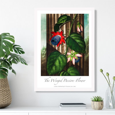 Artze Wall Art Vintage Floral Exhibition Winged Passion Flower Framed Print Size: A3 With White Frame from B&Q
