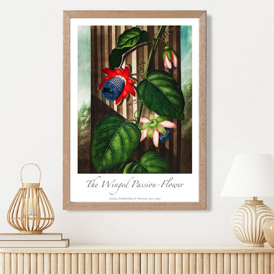Artze Wall Art Vintage Floral Exhibition Winged Passion Flower Framed Print Size: A3 With Oak Frame from B&Q