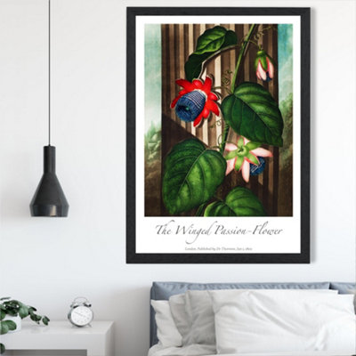 Artze Wall Art Vintage Floral Exhibition Winged Passion Flower Framed Print Size: A2 With Black Frame from B&Q