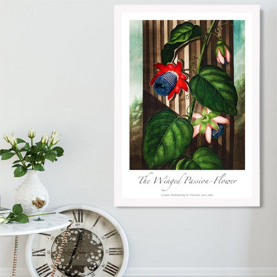 Artze Wall Art Vintage Floral Exhibition Winged Passion Flower Framed Print Size: A2 With White Frame from B&Q