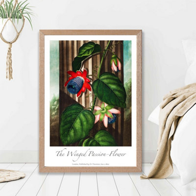 Artze Wall Art Vintage Floral Exhibition Winged Passion Flower Framed Print Size: A2 With Oak Frame from B&Q