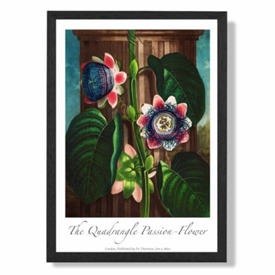 Artze Wall Art Vintage Floral Exhibition Quadrangle Passion Flower Art Print With Black Frame Size: A4 from B&Q