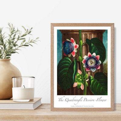 Artze Wall Art Vintage Floral Exhibition Quadrangle Passion Flower Framed Print Size: A4 With Oak Frame from B&Q