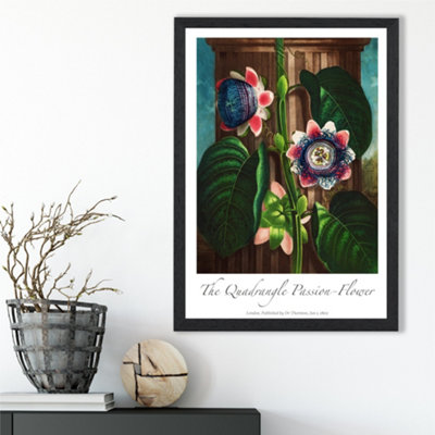 Artze Wall Art Vintage Floral Exhibition Quadrangle Passion Flower Framed Print Size: A3 With Black Frame from B&Q