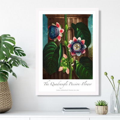 Artze Wall Art Vintage Floral Exhibition Quadrangle Passion Flower Framed Print Size: A3 With White Frame from B&Q