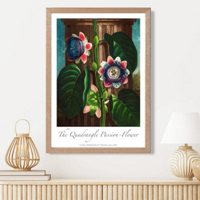Artze Wall Art Vintage Floral Exhibition Quadrangle Passion Flower Framed Print Size: A3 With Oak Frame from B&Q