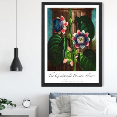 Artze Wall Art Vintage Floral Exhibition Quadrangle Passion Flower Framed Print Size: A2 With Black Frame from B&Q