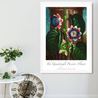Artze Wall Art Vintage Floral Exhibition Quadrangle Passion Flower Framed Print Size: A2 With White Frame from B&Q