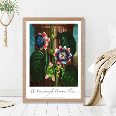Artze Wall Art Vintage Floral Exhibition Quadrangle Passion Flower Framed Print Size: A2 With Oak Frame from B&Q