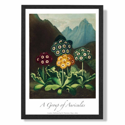 Artze Wall Art Vintage Floral Exhibition Colourful Auricula Flowers Art Print With Black Frame Size: A4 from B&Q