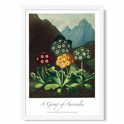 Artze Wall Art Vintage Floral Exhibition Colourful Auricula Flowers Art Print With White Frame Size: A4 from B&Q