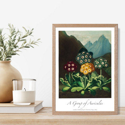 Artze Wall Art Vintage Floral Exhibition Colourful Auricula Flowers Framed Print Size: A4 With Oak Frame from B&Q