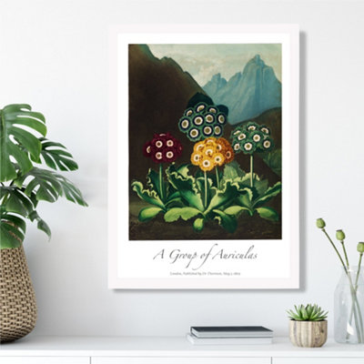 Artze Wall Art Vintage Floral Exhibition Colourful Auricula Flowers Framed Print Size: A3 With White Frame from B&Q