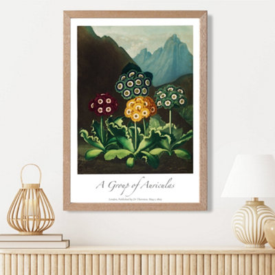 Artze Wall Art Vintage Floral Exhibition Colourful Auricula Flowers Framed Print Size: A3 With Oak Frame from B&Q