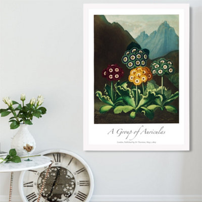 Artze Wall Art Vintage Floral Exhibition Colourful Auricula Flowers Framed Print Size: A2 With White Frame from B&Q