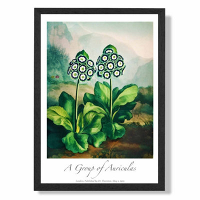 Artze Wall Art Vintage Floral Exhibition Auricula Flowers Art Print With Black Frame Size: A4 from B&Q