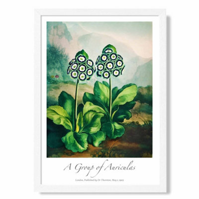 Artze Wall Art Vintage Floral Exhibition Auricula Flowers Art Print With White Frame Size: A4 from B&Q