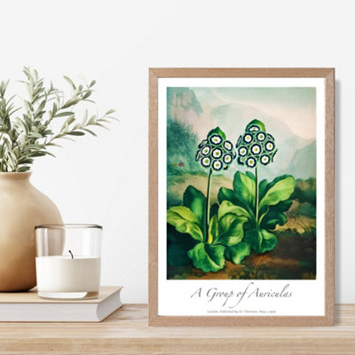 Artze Wall Art Vintage Floral Exhibition Auricula Flowers Framed Print Size: A4 With Oak Frame from B&Q
