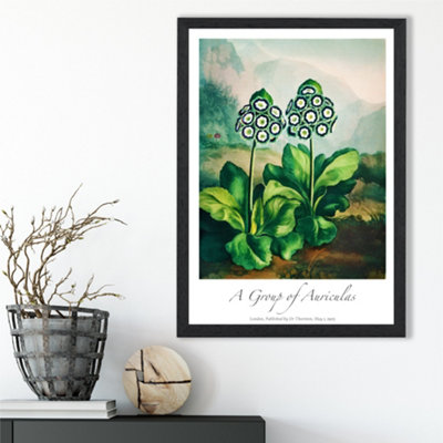 Artze Wall Art Vintage Floral Exhibition Auricula Flowers Framed Print Size: A3 With Black Frame from B&Q