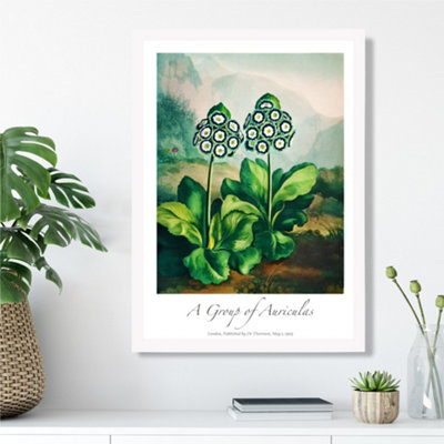 Artze Wall Art Vintage Floral Exhibition Auricula Flowers Framed Print Size: A3 With White Frame from B&Q