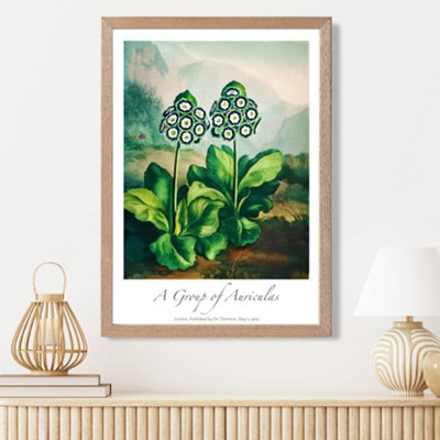 Artze Wall Art Vintage Floral Exhibition Auricula Flowers Framed Print Size: A3 With Oak Frame from B&Q