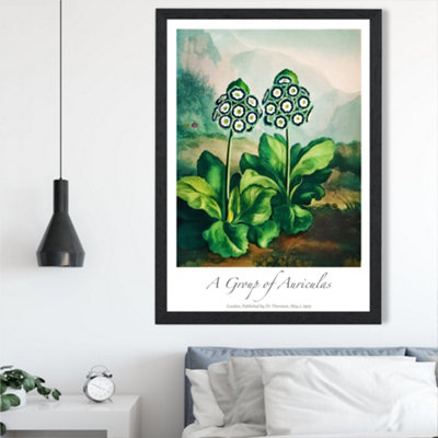 Artze Wall Art Vintage Floral Exhibition Auricula Flowers Framed Print Size: A2 With Black Frame from B&Q