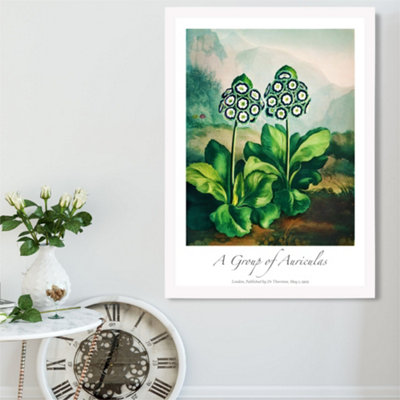Artze Wall Art Vintage Floral Exhibition Auricula Flowers Framed Print Size: A2 With White Frame from B&Q