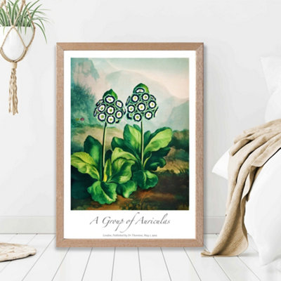 Artze Wall Art Vintage Floral Exhibition Auricula Flowers Framed Print Size: A2 With Oak Frame from B&Q