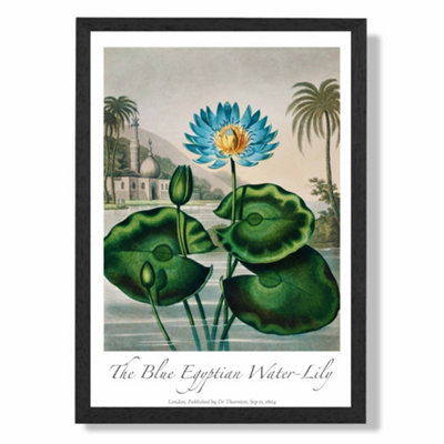 Artze Wall Art Vintage Floral Exhibition Egyptian Water Lily Art Print With Black Frame Size: A4 from B&Q