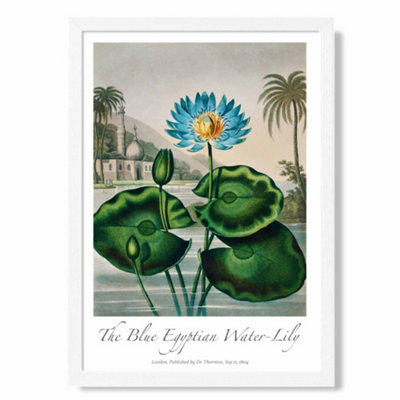 Artze Wall Art Vintage Floral Exhibition Egyptian Water Lily Art Print With White Frame Size: A4 from B&Q