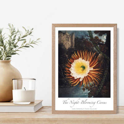 Artze Wall Art Vintage Floral Exhibition Night-Blooming Flower Framed Print Size: A4 With Oak Frame from B&Q