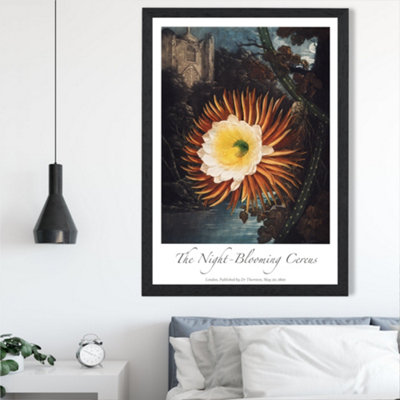 Artze Wall Art Vintage Floral Exhibition Night-Blooming Flower Framed Print Size: A2 With Black Frame from B&Q