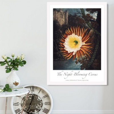 Artze Wall Art Vintage Floral Exhibition Night-Blooming Flower Framed Print Size: A2 With White Frame from B&Q