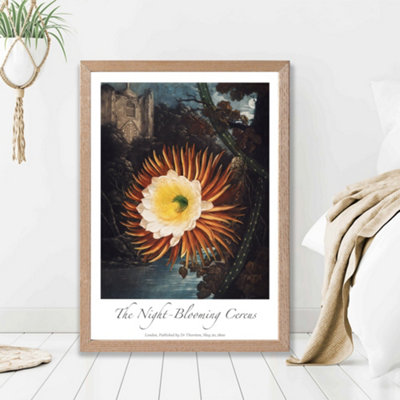 Artze Wall Art Vintage Floral Exhibition Night-Blooming Flower Framed Print Size: A2 With Oak Frame from B&Q