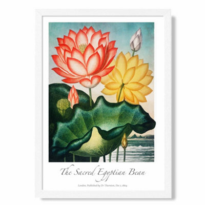 Artze Wall Art Vintage Floral Exhibition Egyptian Bean Flower Art Print With White Frame Size: A4 from B&Q