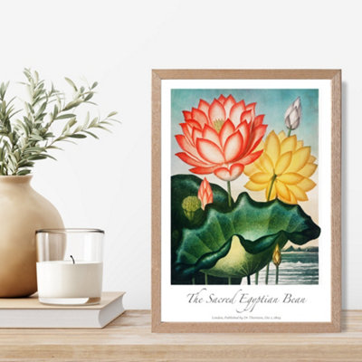 Artze Wall Art Vintage Floral Exhibition Egyptian Bean Flower Framed Print Size: A4 With Oak Frame from B&Q