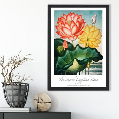 Artze Wall Art Vintage Floral Exhibition Egyptian Bean Flower Framed Print Size: A3 With Black Frame from B&Q