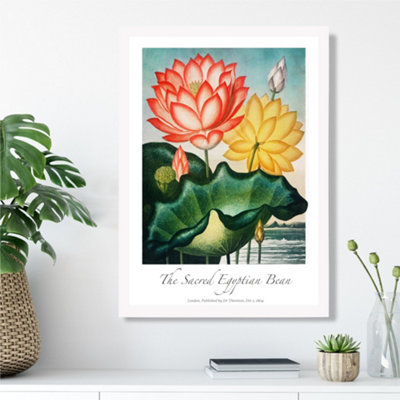 Artze Wall Art Vintage Floral Exhibition Egyptian Bean Flower Framed Print Size: A3 With White Frame from B&Q