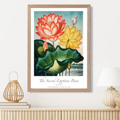 Artze Wall Art Vintage Floral Exhibition Egyptian Bean Flower Framed Print Size: A3 With Oak Frame from B&Q