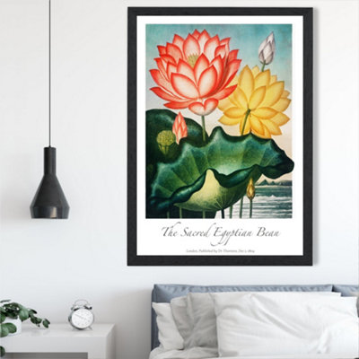 Artze Wall Art Vintage Floral Exhibition Egyptian Bean Flower Framed Print Size: A2 With Black Frame from B&Q