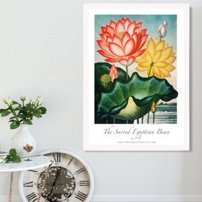 Artze Wall Art Vintage Floral Exhibition Egyptian Bean Flower Framed Print Size: A2 With White Frame from B&Q